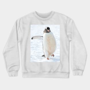 A gentoo penguin out for a stroll..... Crewneck Sweatshirt